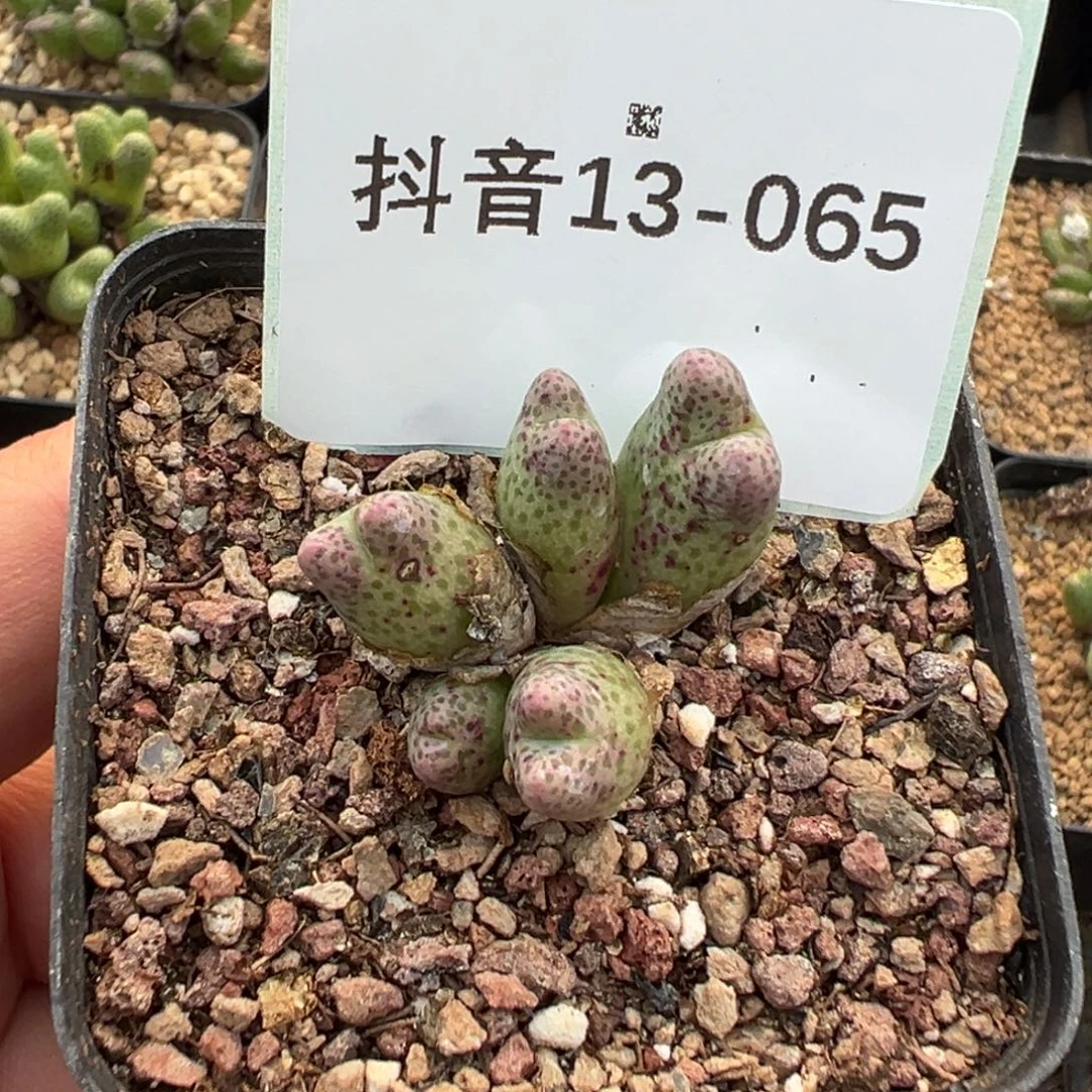 艾***་13-65肉锥多肉植物，