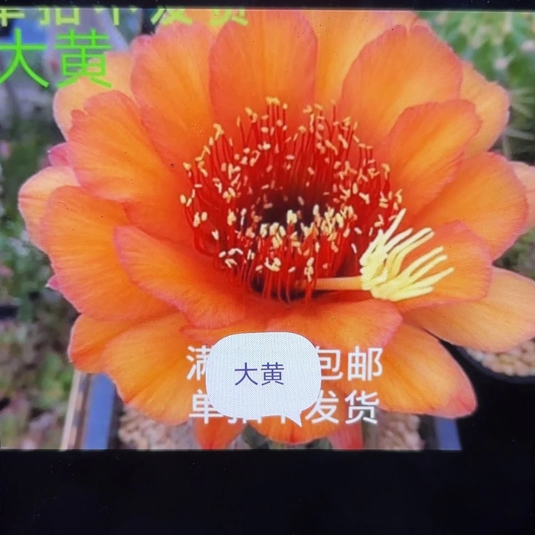 大黄毛侧牙20包邮4