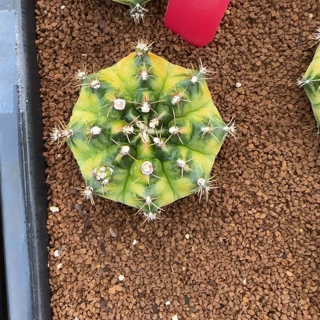 L565-1225泰国发货 五花马