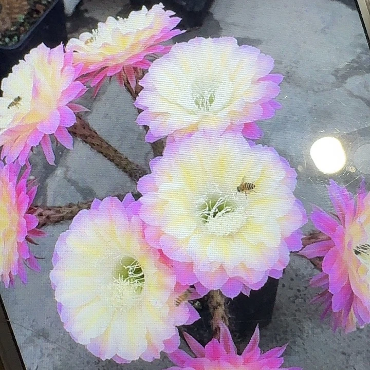 马丙侧芽4公分左右彩草20包邮）