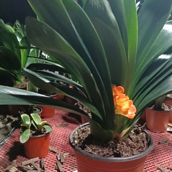 精品国兰上箭花有点瑕疵