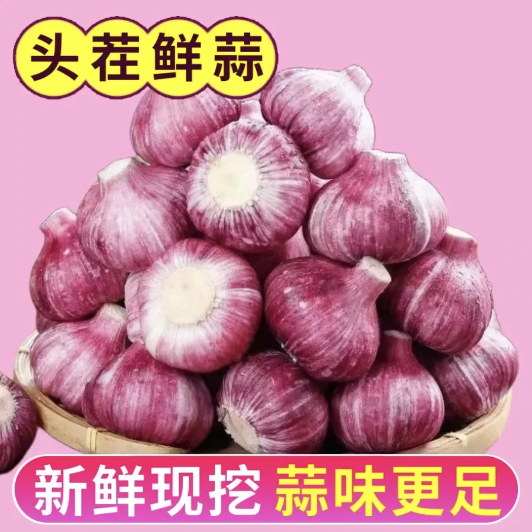 【邮政补贴】山东新鲜紫皮大蒜现挖直发JY