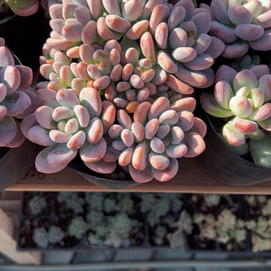红洛神多肉植物精品