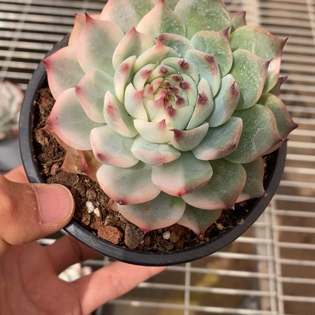 吉娃娃锦多肉植物6839
