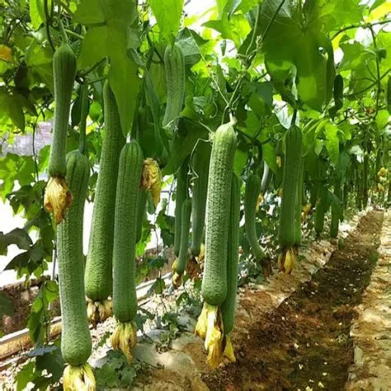 【门店自提】新鲜油丝瓜现摘现发丝瓜同城配