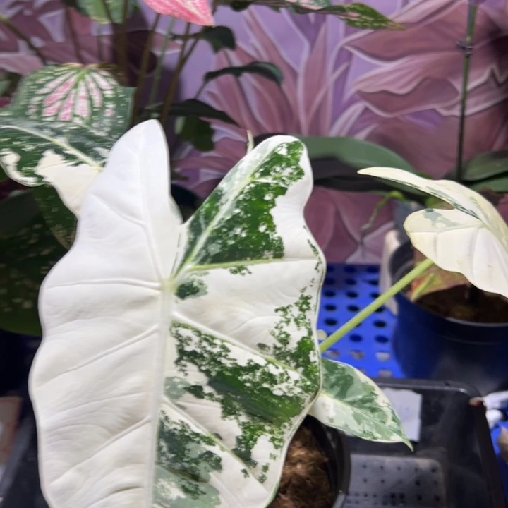 完全开放天鹅锦 一物一拍