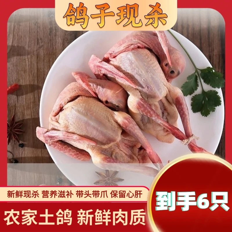 （到手6只）新鲜现杀带头带脚带内脏正宗农家散养鸽子肉炖汤佳品