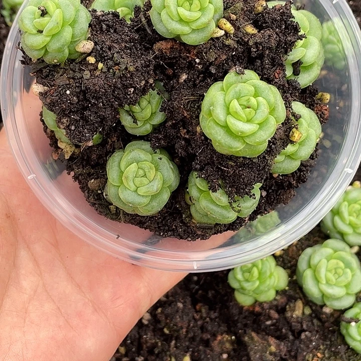 卿***OTO多肉切糕优选1535