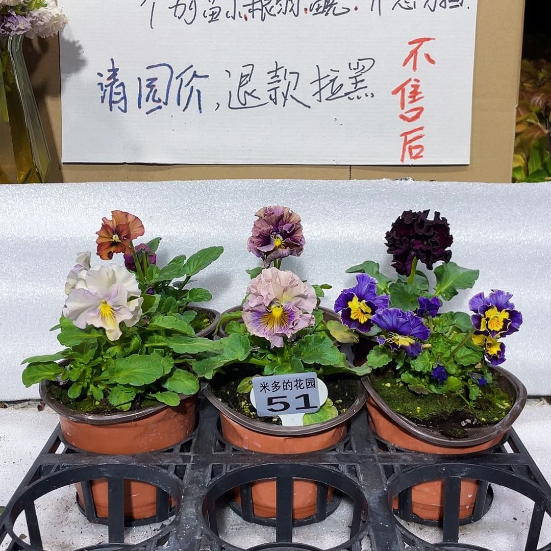 大部分花苞少量开放51