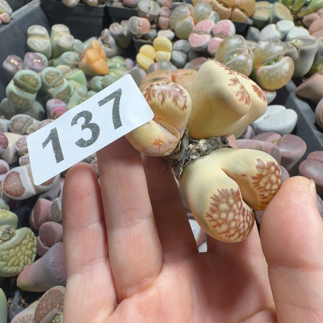 大***恋生石花一物一拍137