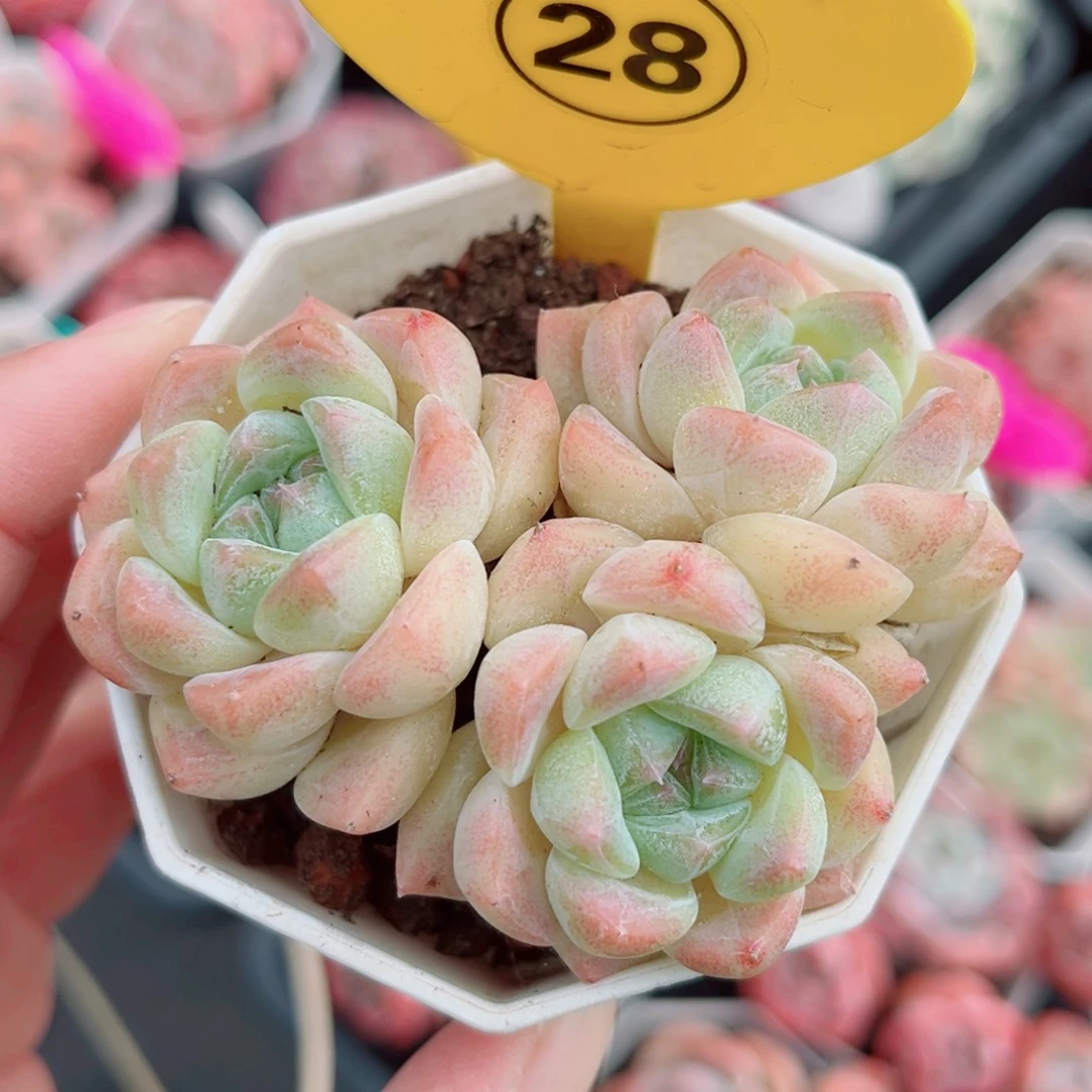 28号小老桩糖心群