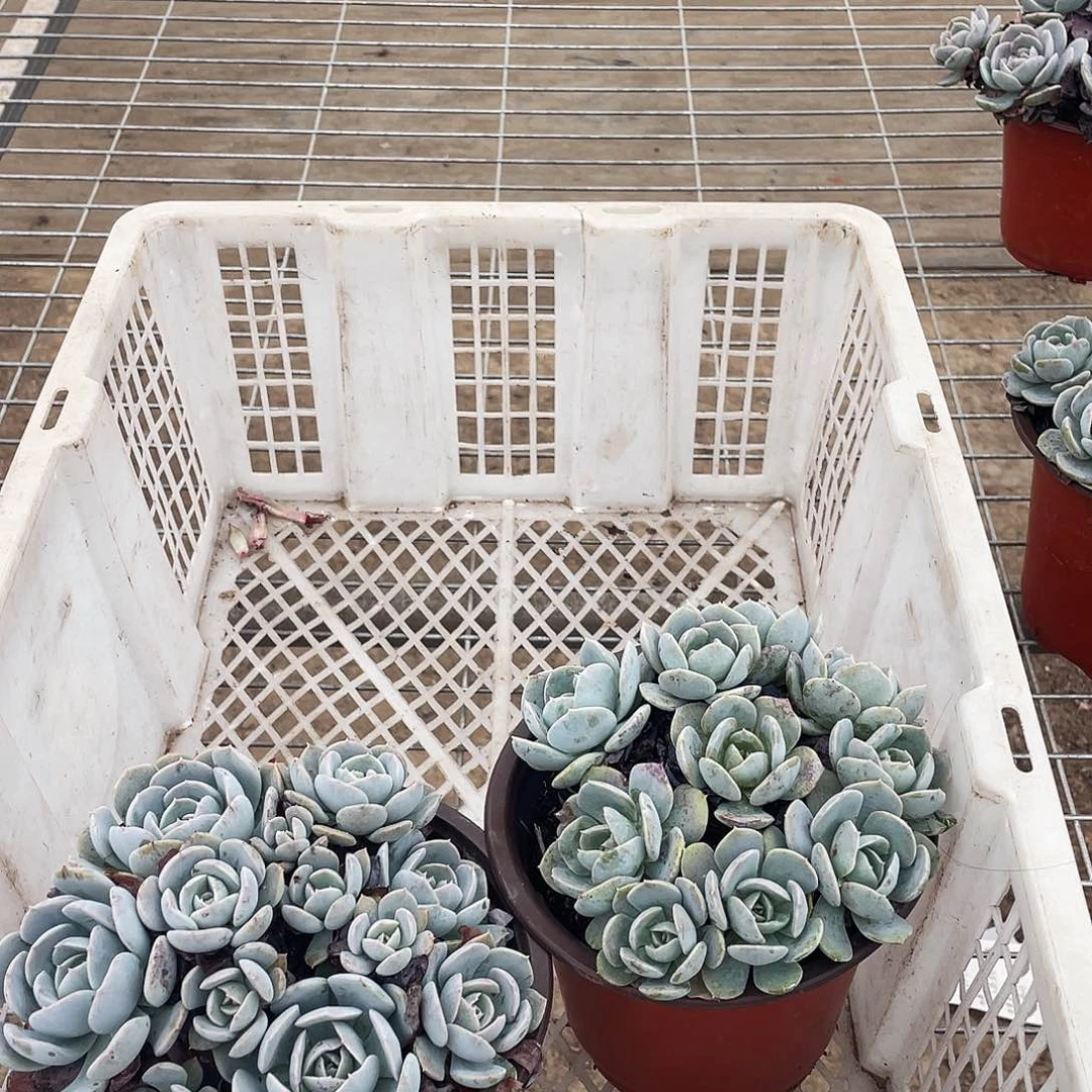 ?**飘雪飘飘姐姐的一物一拍