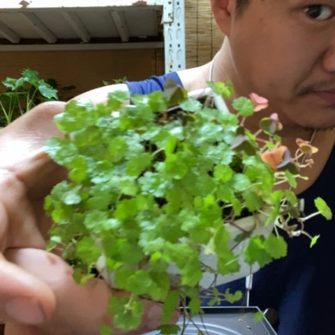 红陶周*冉一物一拍所见即所得251