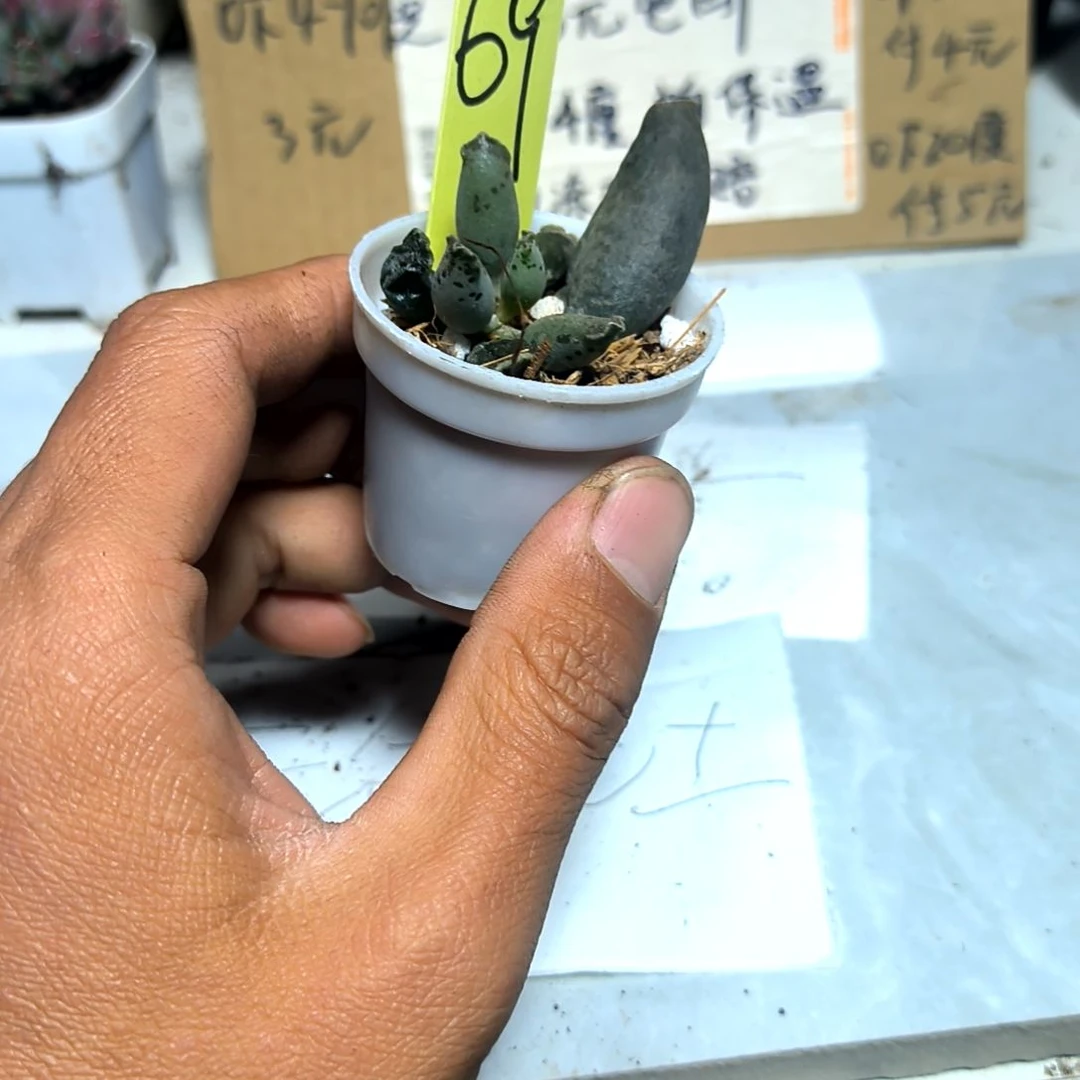 满6元包邮，海豹一颗