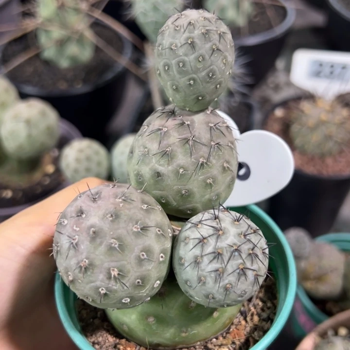 有瑕疵的仙人球仙人球