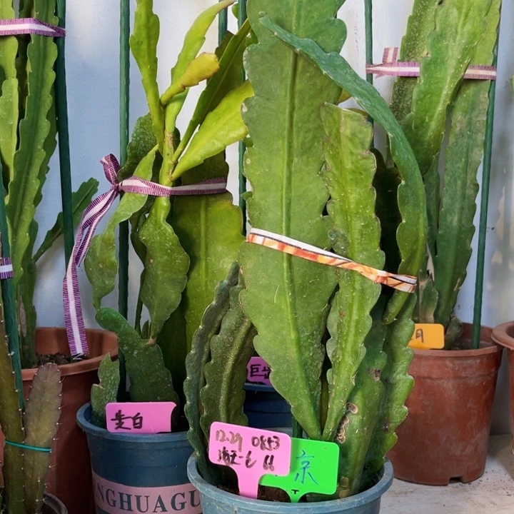 当前无花栽培后可以开花海**色北京