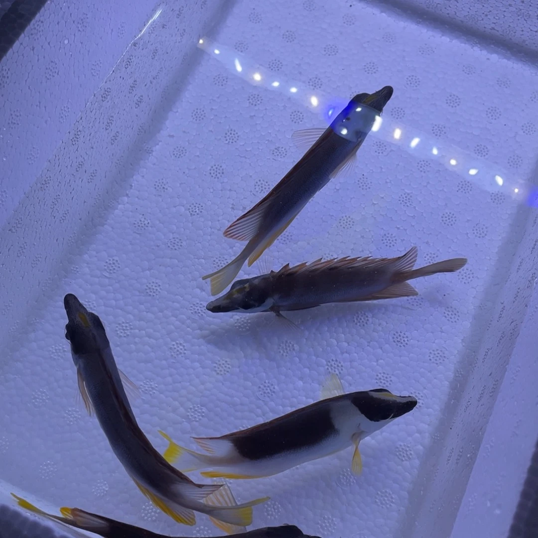 海水鱼七彩狐狸9-11顺丰包邮