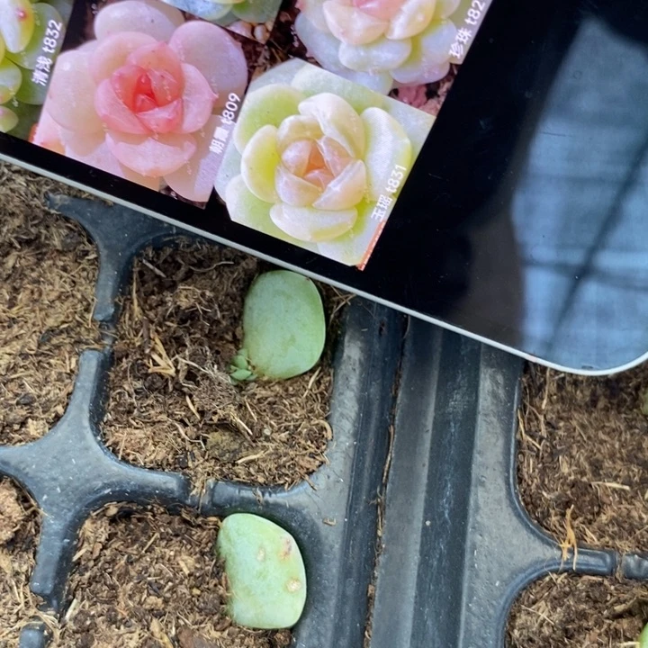 风花玉瑶831芽苗一个多肉