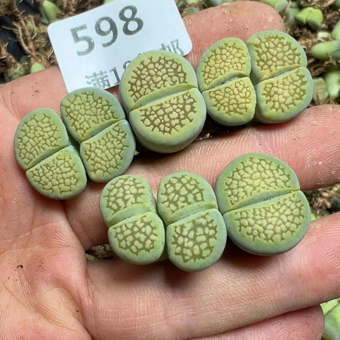 【闪购商品】 598.