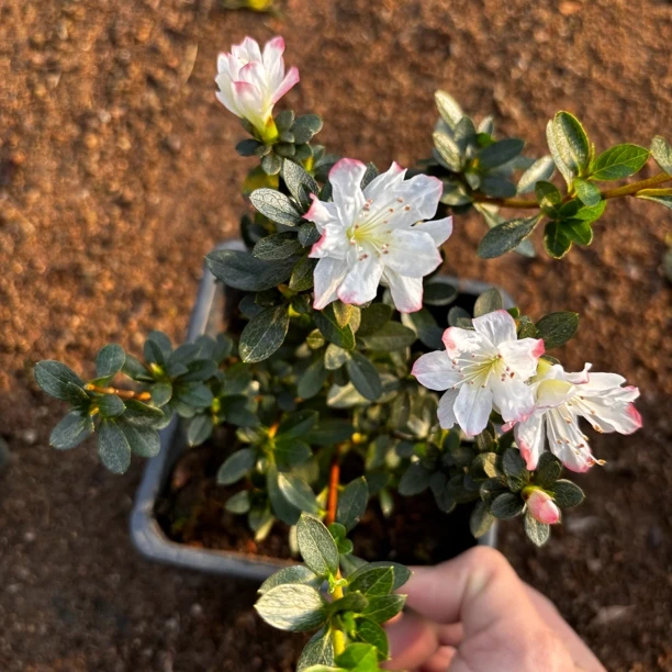 女王 久留米杜鹃 皋月耐寒耐热品种杜鹃