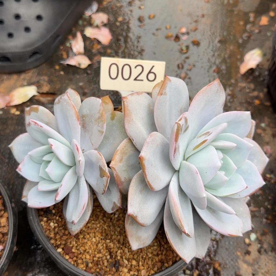 0026。    奶茶双头