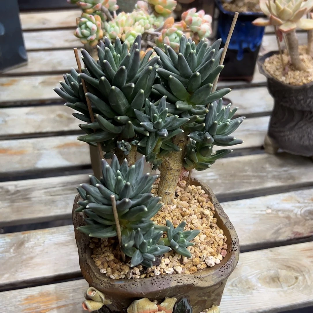 美人杂98 零零多肉植物