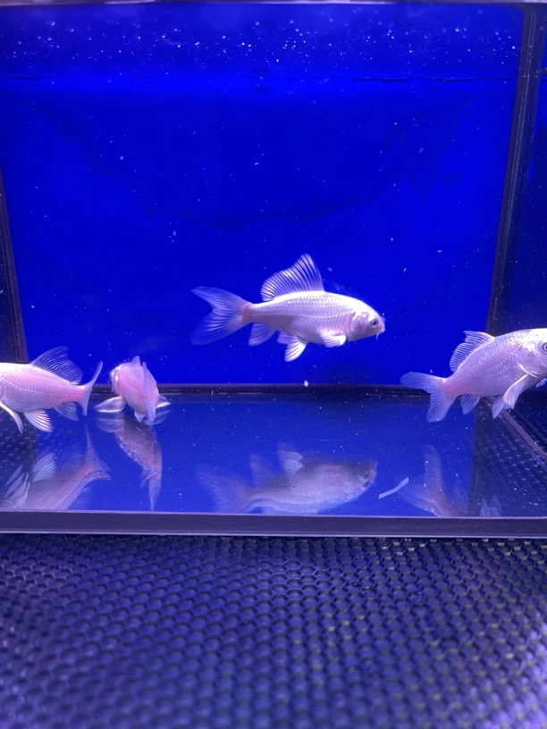 白色普身小苗子蝴蝶鲤，7～9公分，