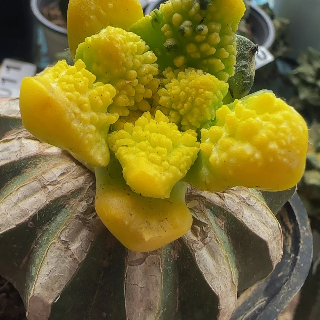 哥斯拉锦188仙人球开花