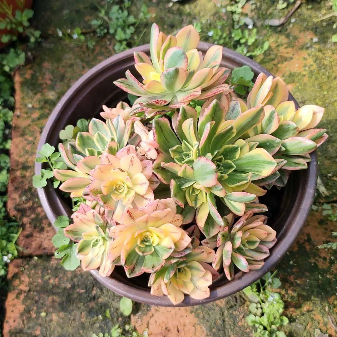多肉法师锦甜茶法师
