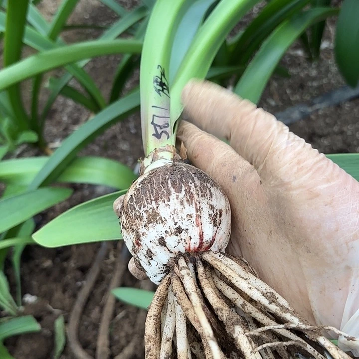 雪***音南非品僵尸6左右带土5671