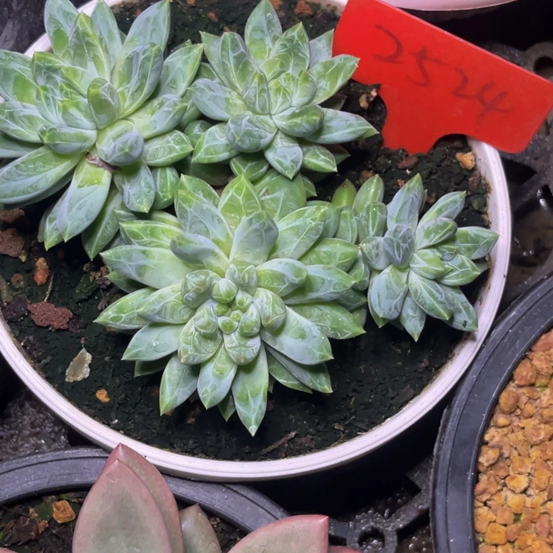 金***淯2524号晚上多肉植物群生多肉