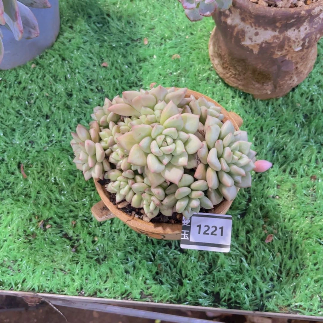 黄金象牙多肉植物1221