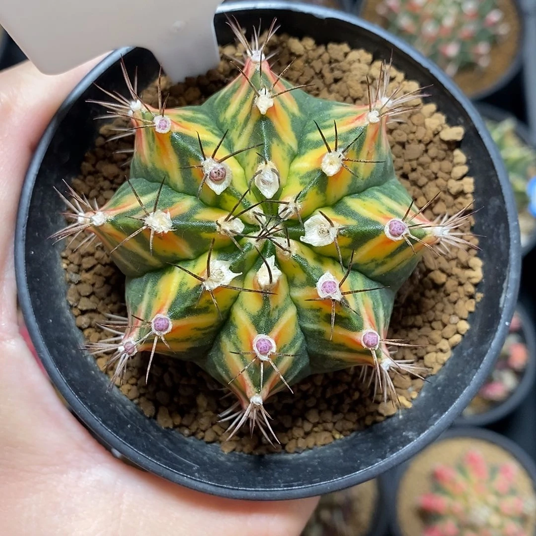 米哈仙人球锦013