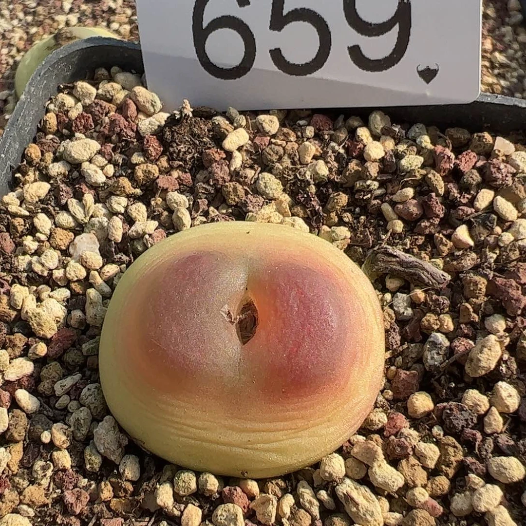 一物一拍脱土发母本拉登。  659