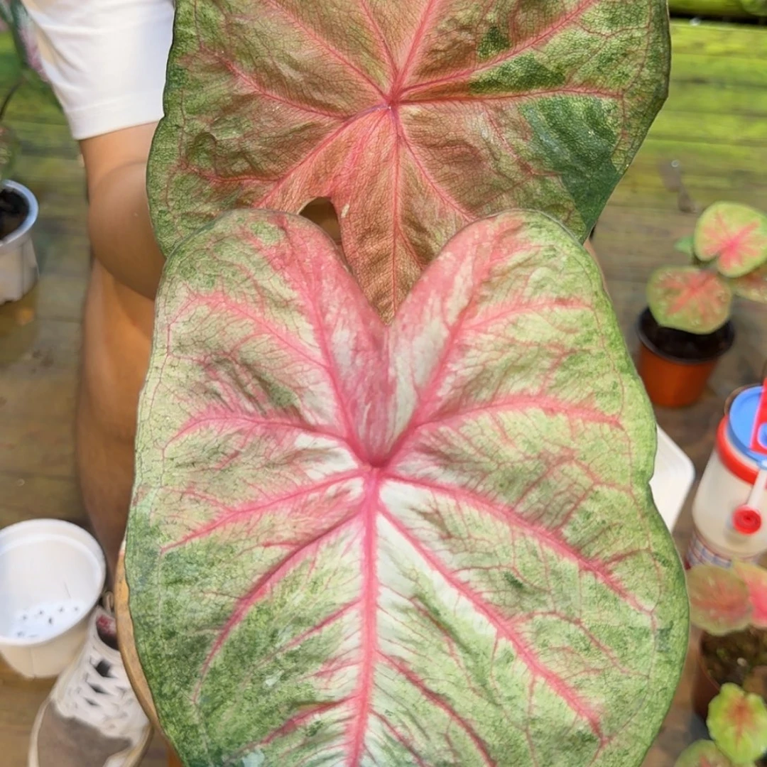烟熏荔枝皮白海王彩叶芋