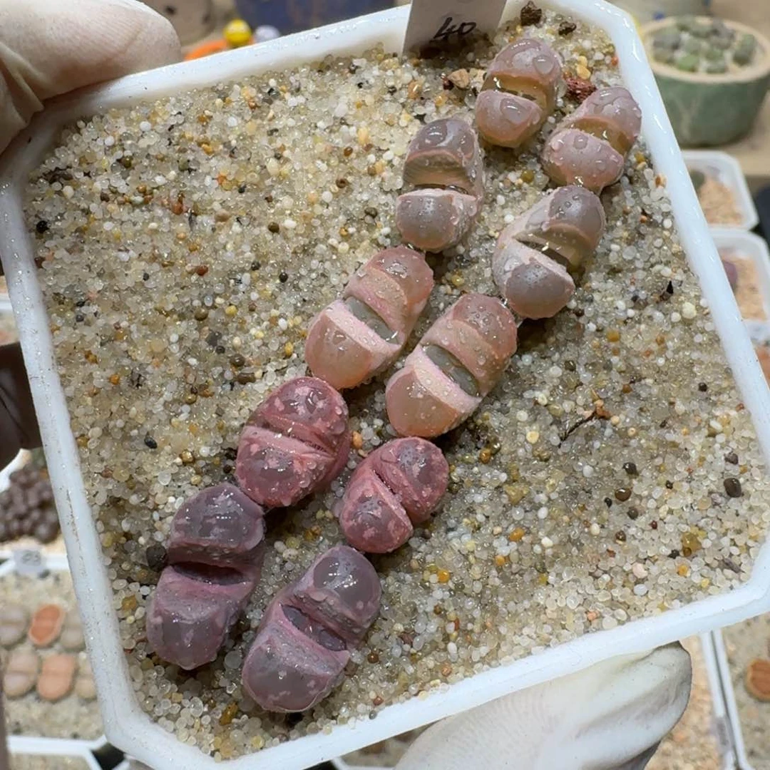 0112-35岛田红橄榄