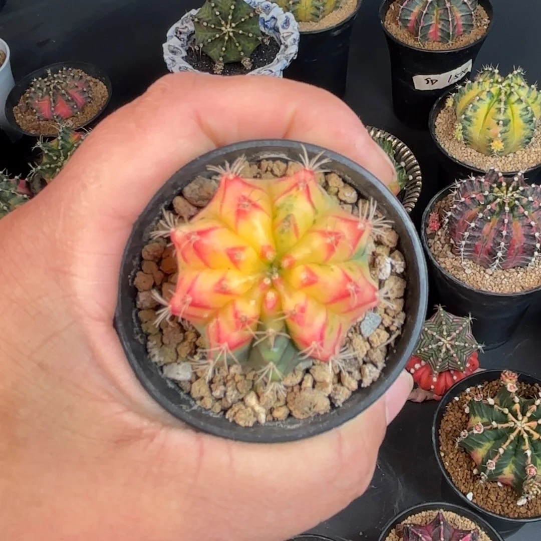 泰系米哈实生仙人球388