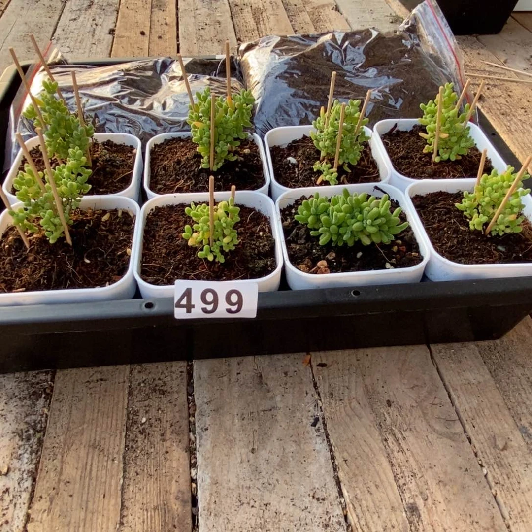 ?***?枝干番杏多肉植物499