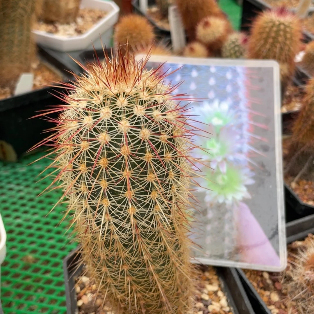 鹿角柱实生仙人球RH白红司