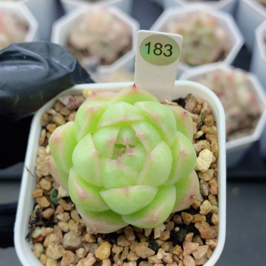 麦秆58包邮  群生不包整183