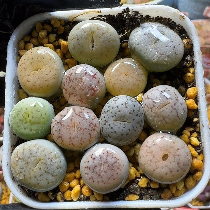 生石花111111。  178