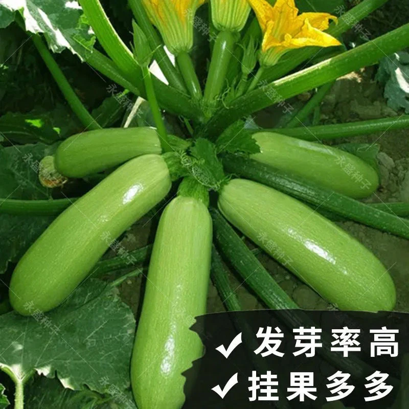 【拍2送1】西葫芦种四季绿皮西葫芦种孑耐寒抗病春秋季种子瓜种籽