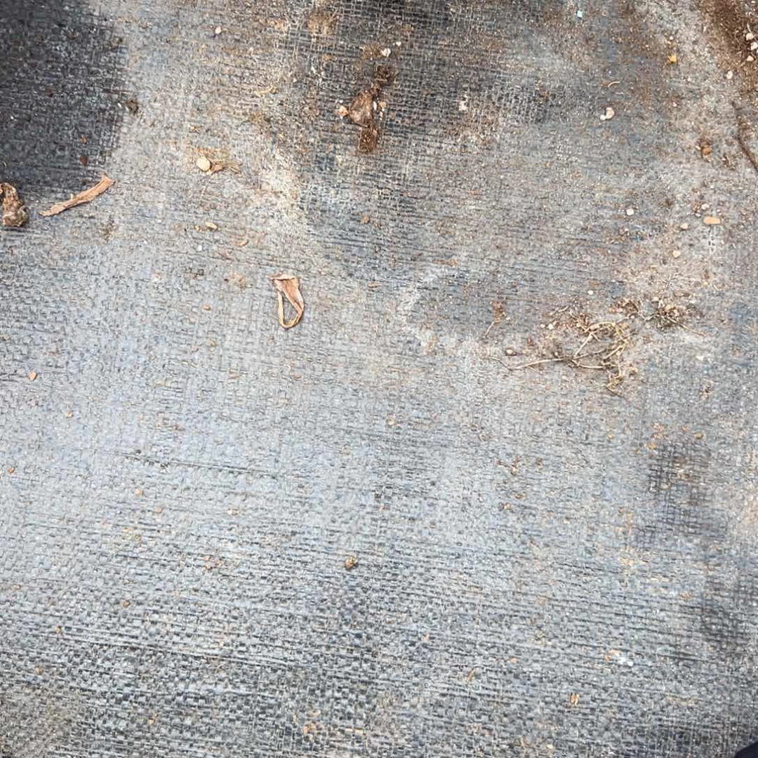 高温寄养链接多肉