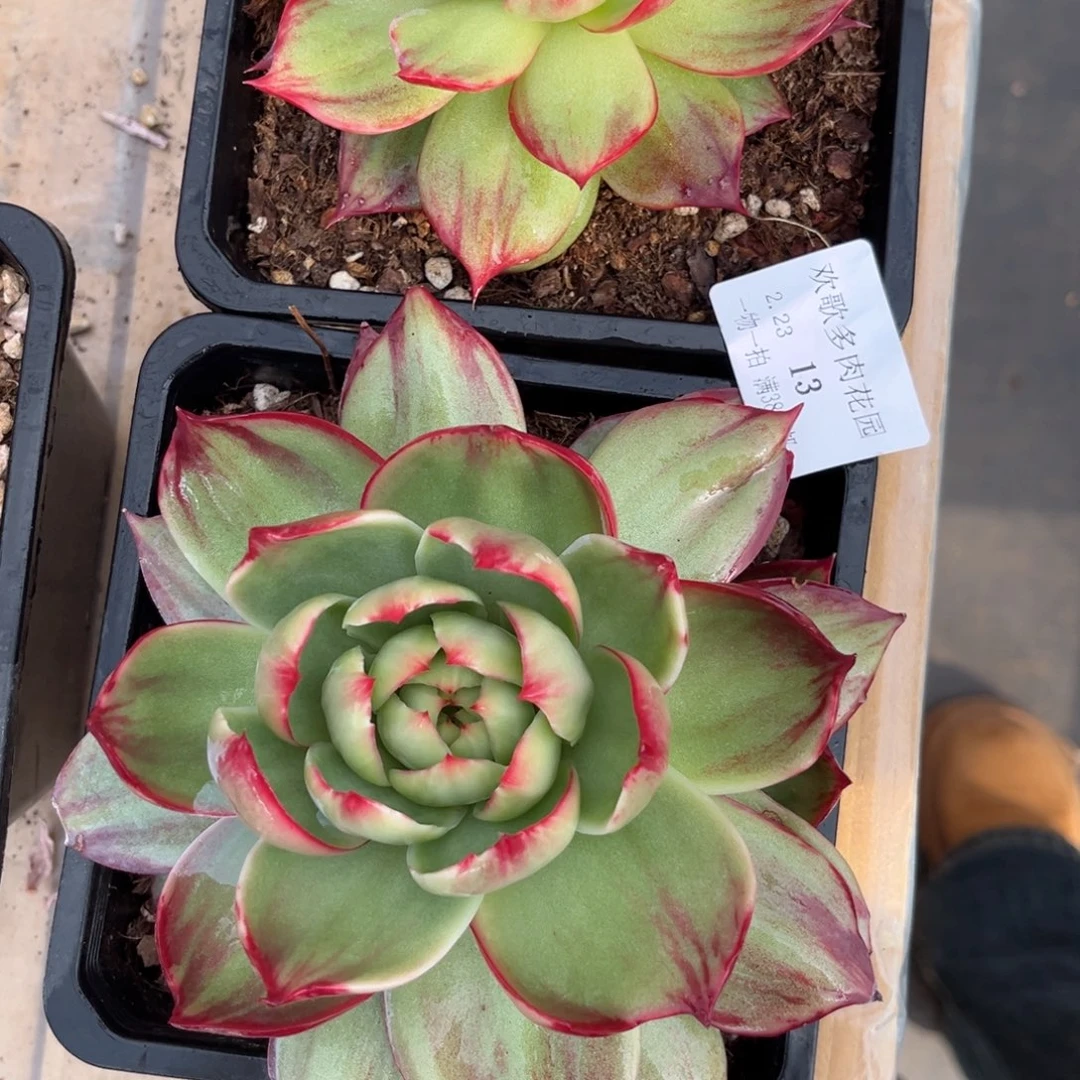 秀****）2.23-13惊鸿两个11111