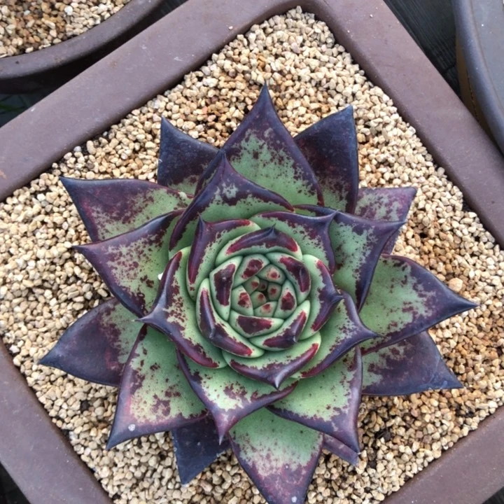 青皮美乌11111111