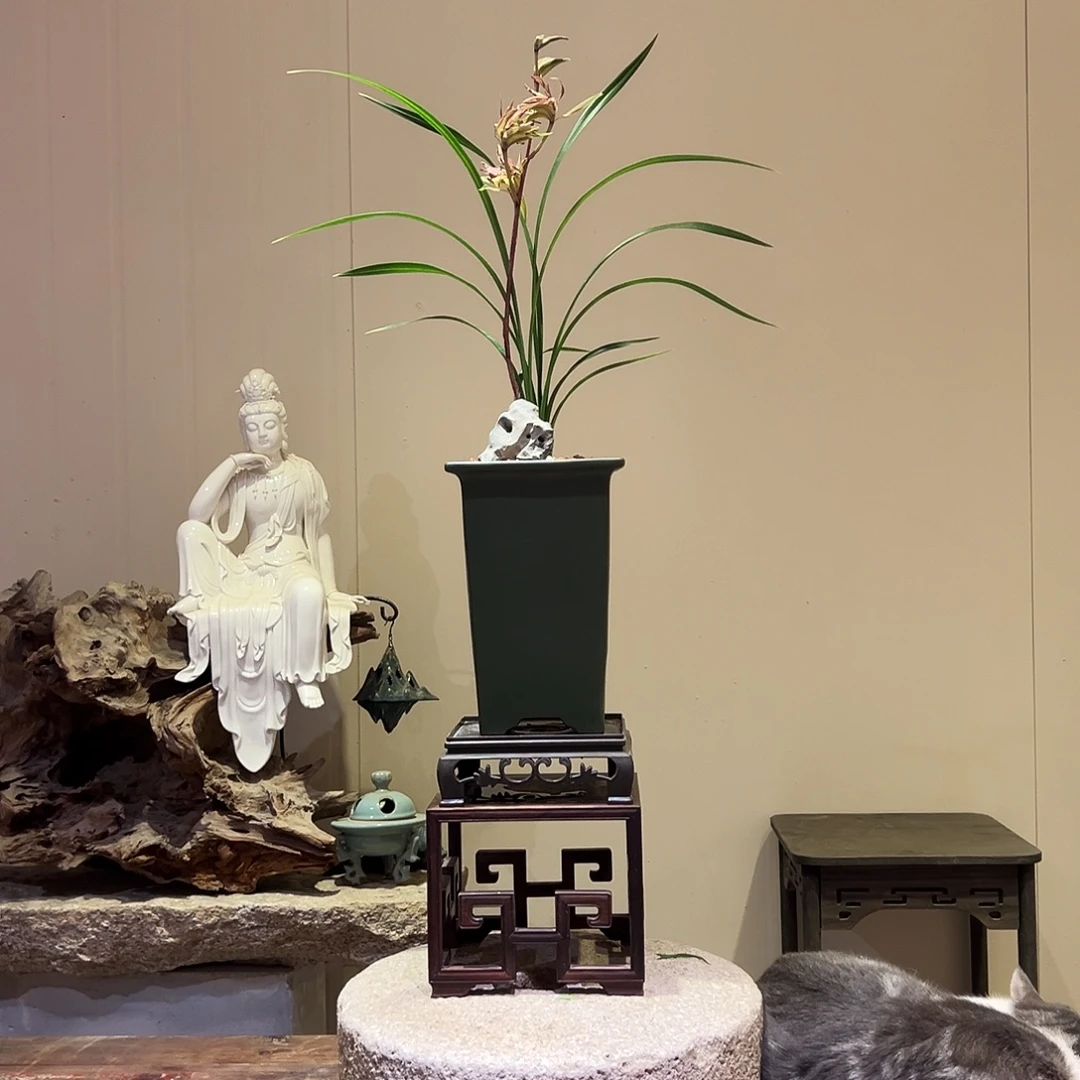 大部分花苞少量开放富贵临门