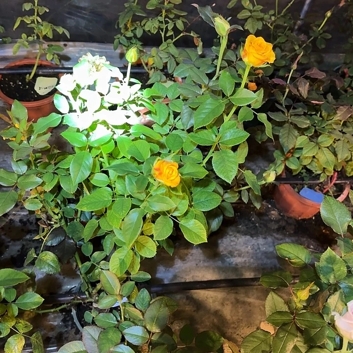 无花朵烛火一加仑苗