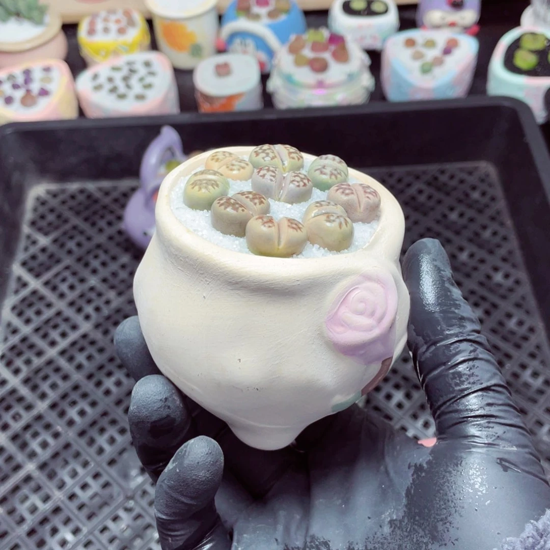 w5591--带盆土发货，零下地区拍保温箱