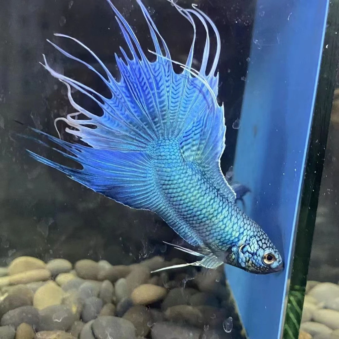 游龙无纹蓝斗鱼活体冷水淡水观赏鱼无纹帝王蓝耐养