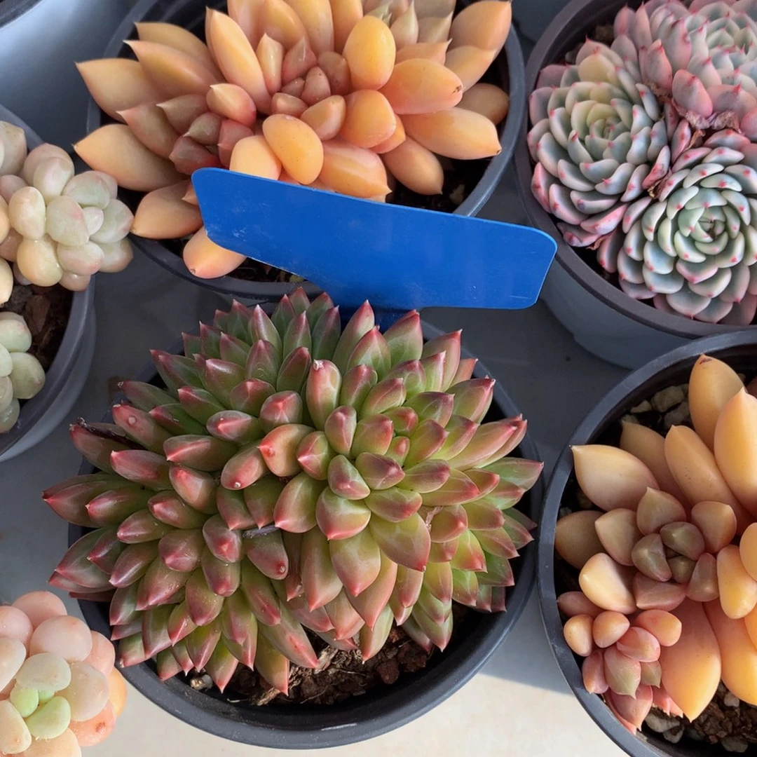 甲骨文726262267226